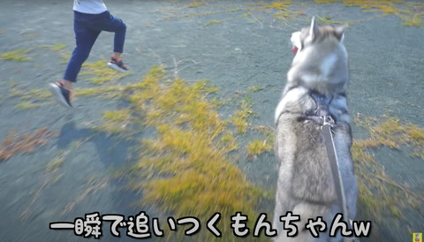 一瞬で追い付くハスキー