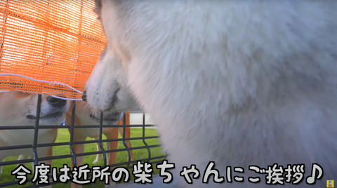 近所の柴犬にあいさつするハスキー拶