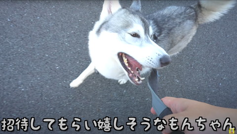 招待してもらってうれしそうなハスキー