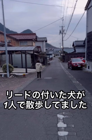 迷子犬