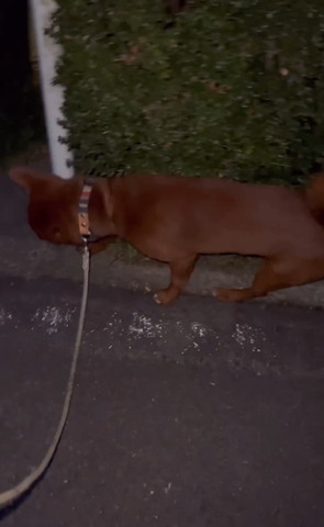 散歩してるワンコ