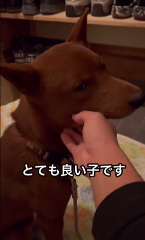 とても良い子です