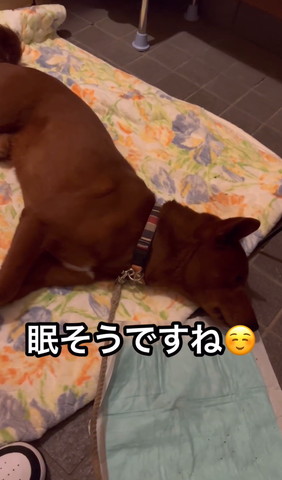眠そうですね