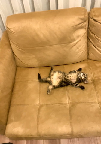 ソファで寝てる子猫遠くから