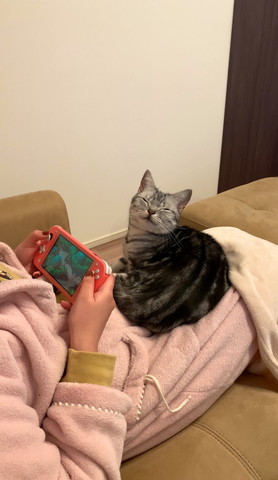 ゲームしてる飼い主と笑顔の猫