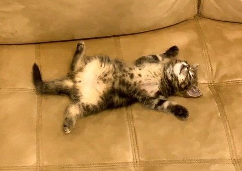 ソファで寝てる子猫