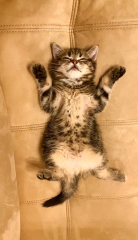 ソファで寝てる子猫真上から