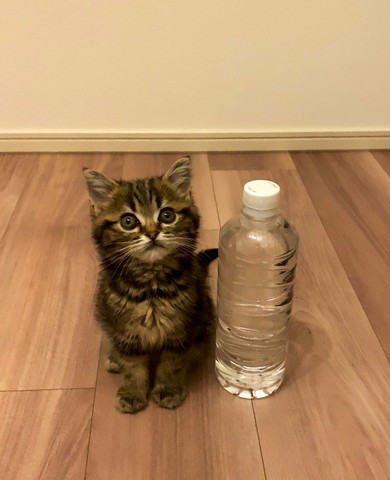 ペットボトルと子猫