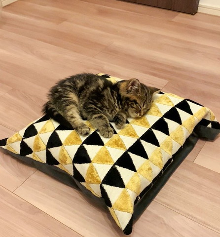 クッションで寝てる子猫