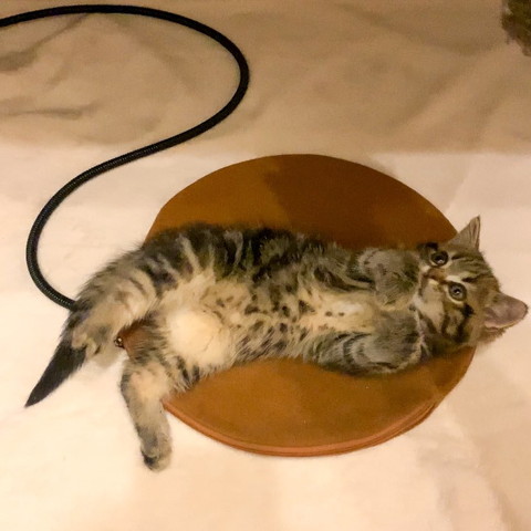 丸いカーペットの上に子猫
