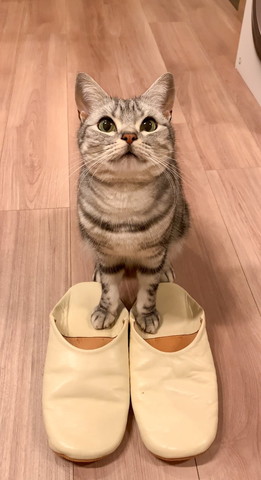 スリッパと猫
