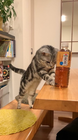お茶と猫
