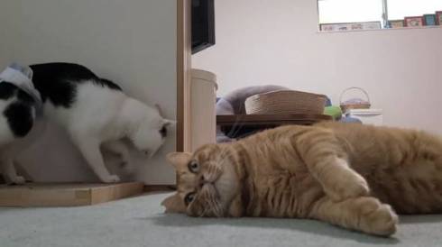 よっしゃ！　する猫