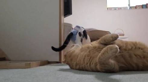 よっしゃ！　する猫