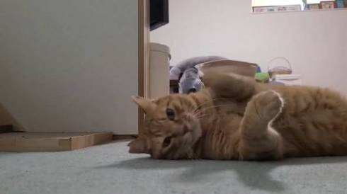 よっしゃ！　する猫