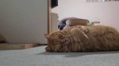 よっしゃ！　する猫