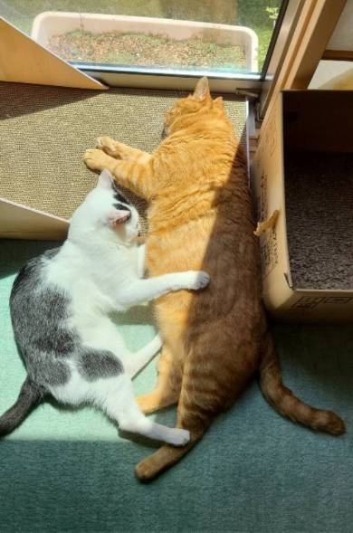 よっしゃ！　する猫