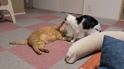 よっしゃ！　する猫