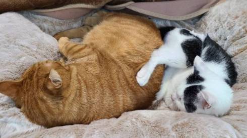 よっしゃ！　する猫