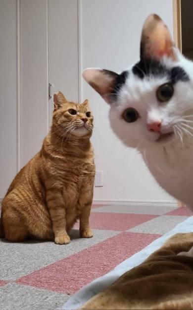 よっしゃ！　する猫