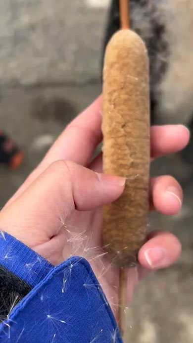 爆発前のガマの穂