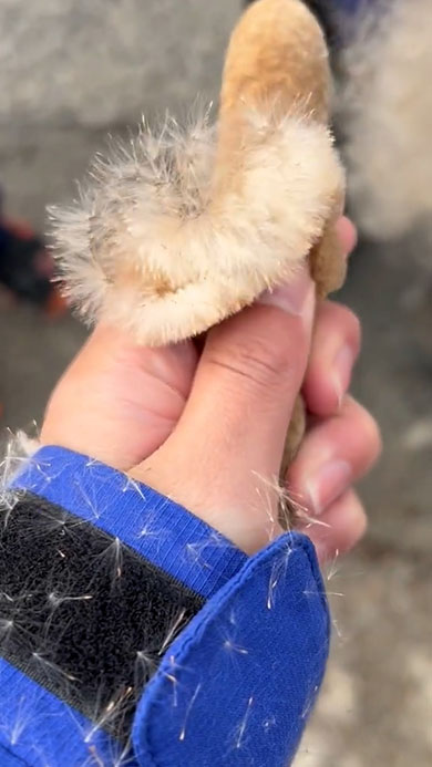 爆発中のガマの穂