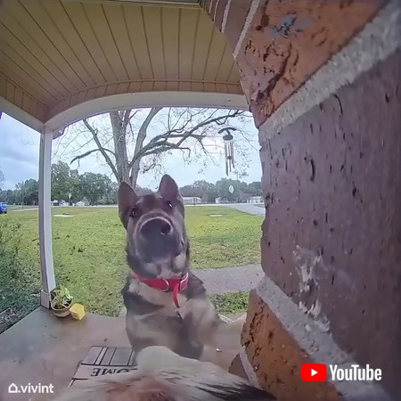 ピンポンする犬