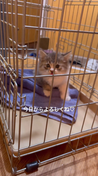 子猫