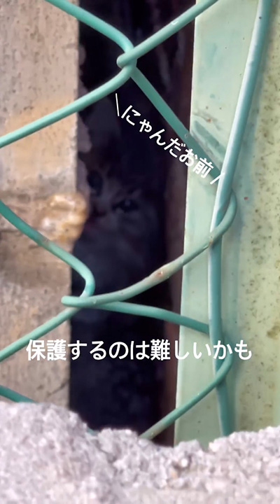 怖がる猫