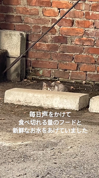 子猫