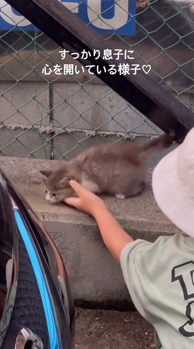 すっかり息子になついた子猫