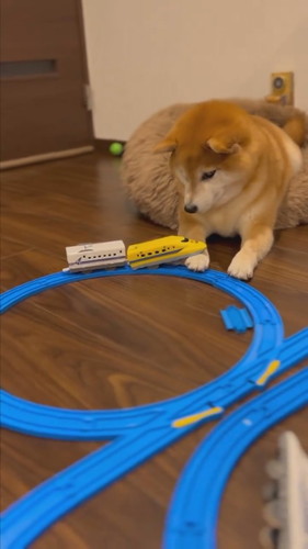 おもちゃの新幹線が衝突しても動かないいちちゃん