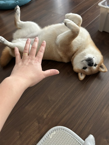 なでなでを要求するいちちゃん