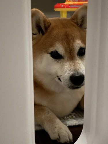 じっと見つめてくるいちちゃん