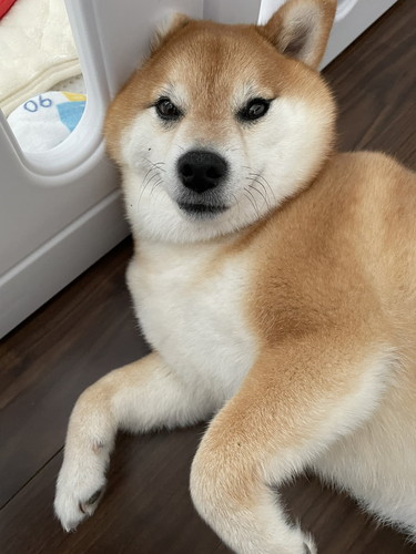 なで待ちのいちちゃん