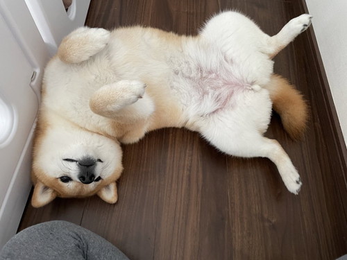 あおむけでなでてもらうのを待っているいちちゃん