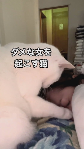 ソフトタッチでお願いをするシロちゃん