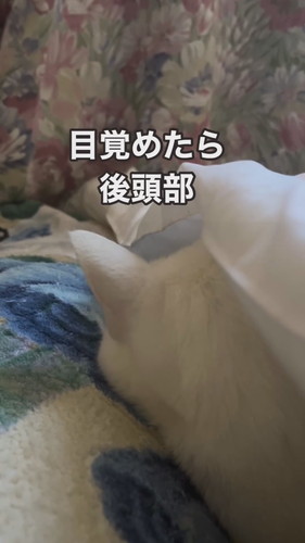 福田さんと一緒に寝たシロちゃんの後頭部