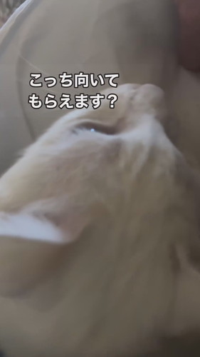こっち向いてという福田さんの声を聞くシロちゃん