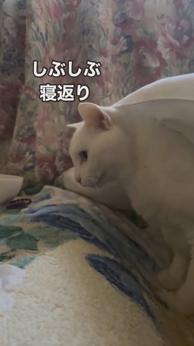 寝返りを打つシロちゃん
