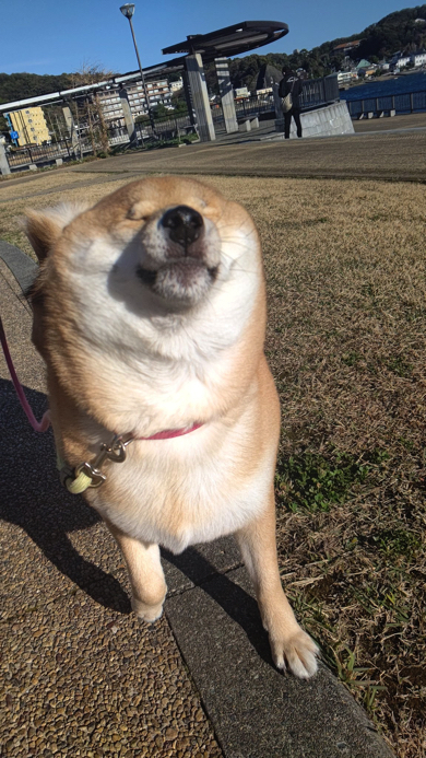 強風でおもしろい顔になった柴犬
