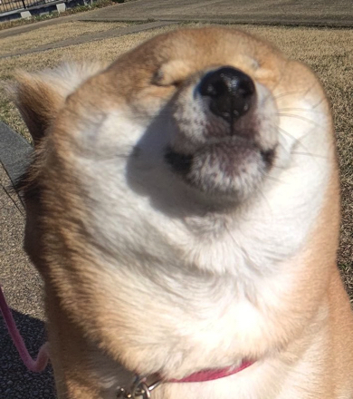 アザラシみたいな柴犬