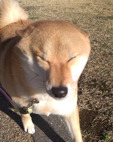 キツネ顔になってしまった柴犬