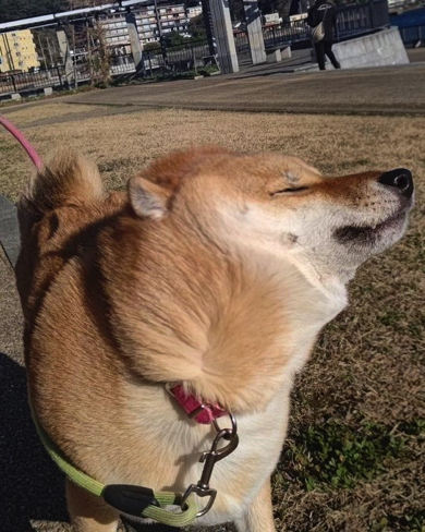 強風にパンチされてしまう柴犬