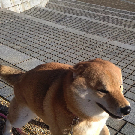 強風に邪魔されても進む柴犬