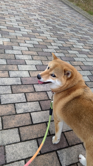 チラ見する柴犬