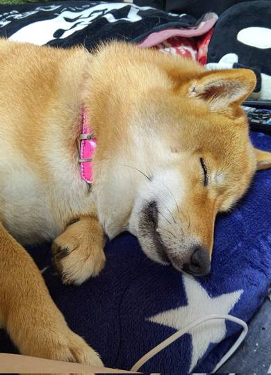 ぐっすり眠っている柴犬