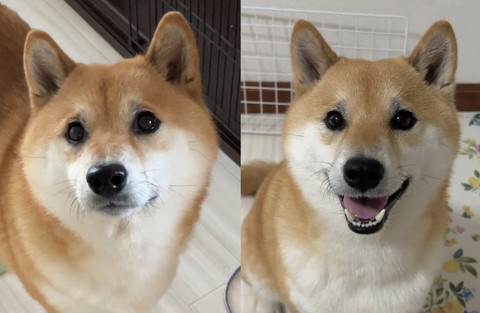 コラージュ写真