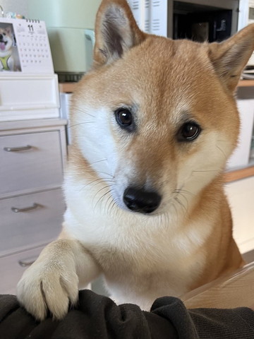 お手するワンコ