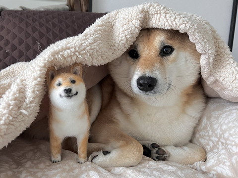 布団に柴犬と人形